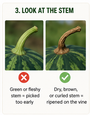 3_stem